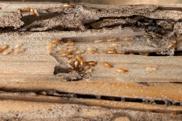 Best Exterminator Services  in King, NC
